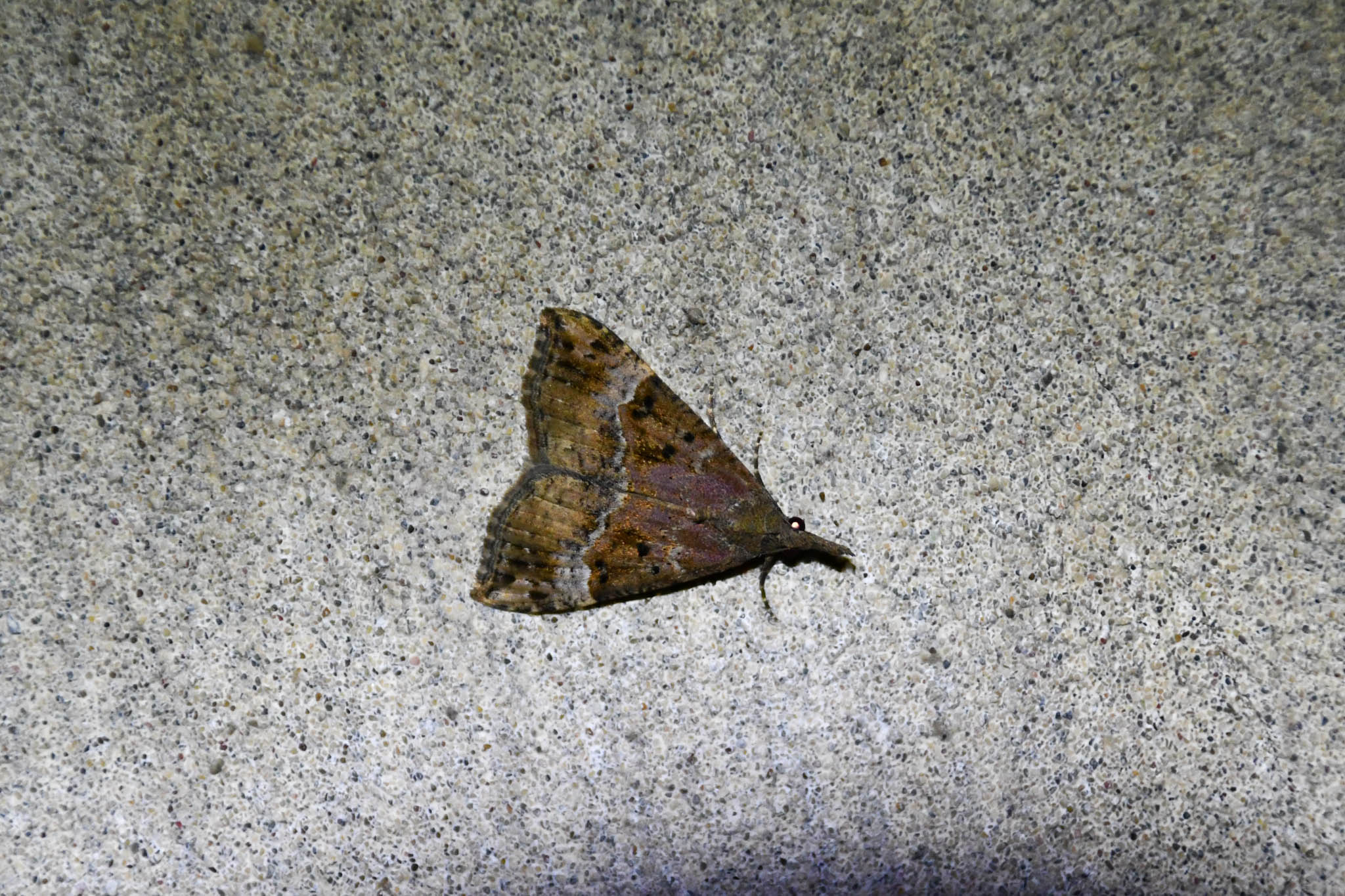 Tunnel life - Moth Genus Hypena